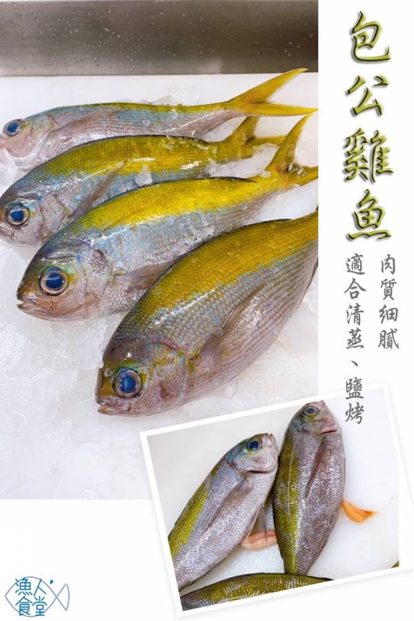 包公雞魚-(釣) 