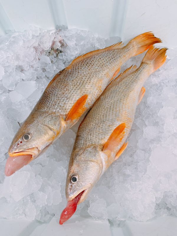 黃三牙-（延繩釣） 