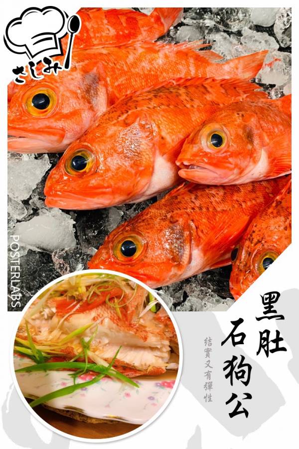黑肚石狗公-（釣） 