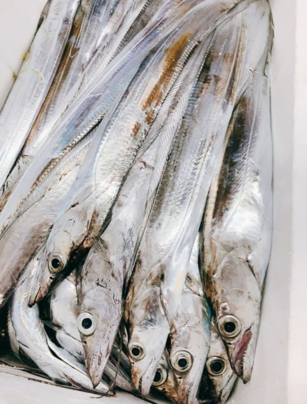 白帶魚 