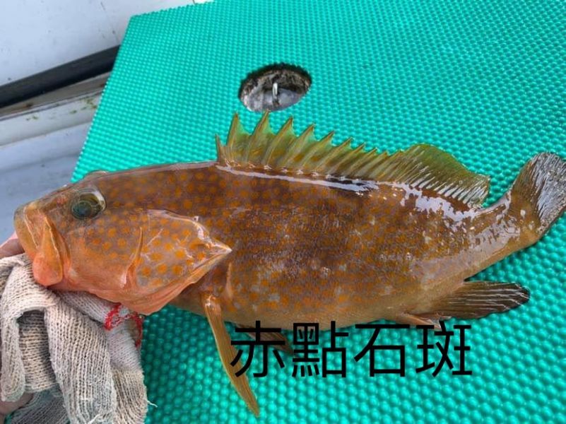 赤點石斑-（釣） 