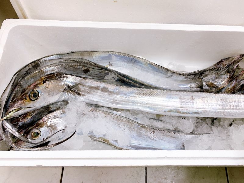 白帶魚- (釣) 