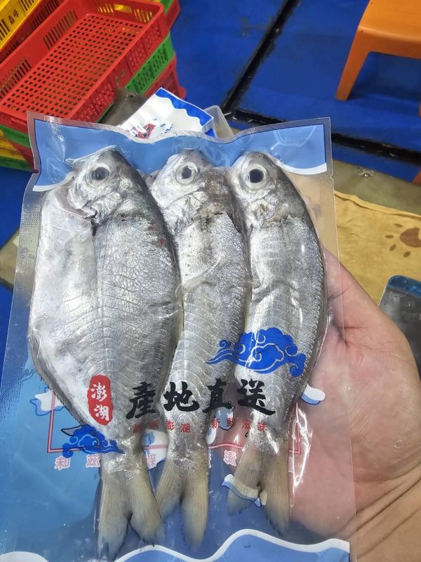 野生刺鯧（肉鯽仔、肉魚）- 