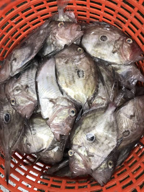 小印章魚（多利魚） 