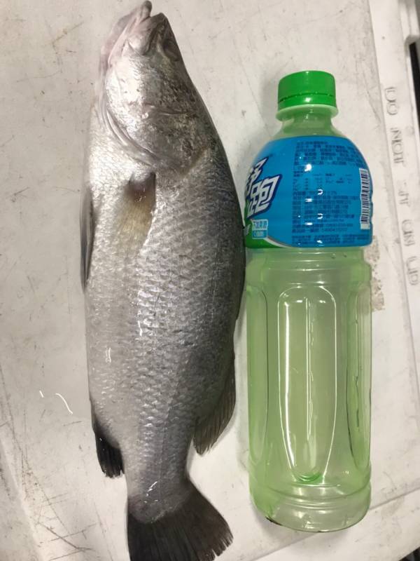 鱸魚 