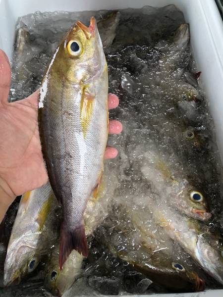 船釣黃雞魚 