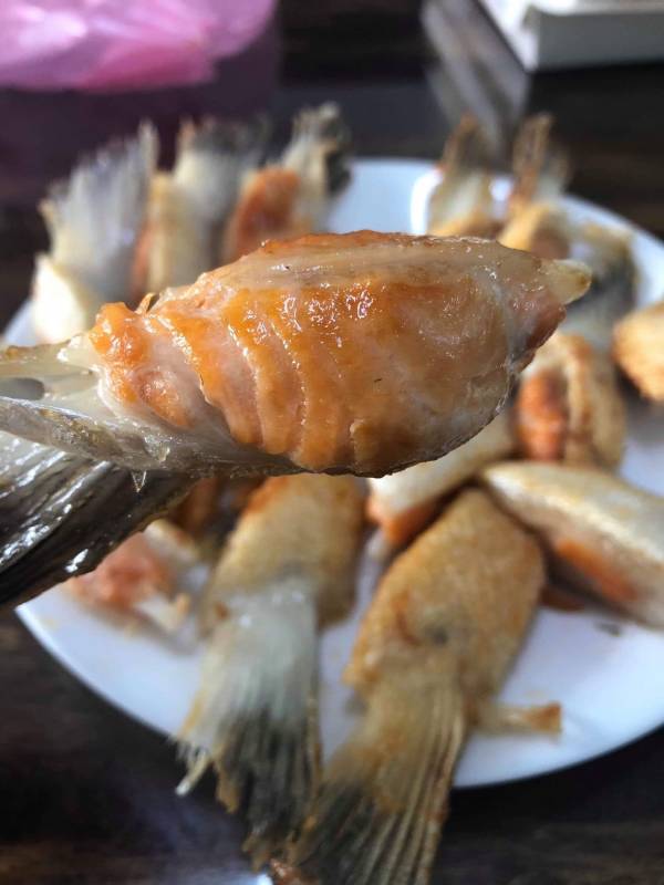 鮭魚腹鰭 