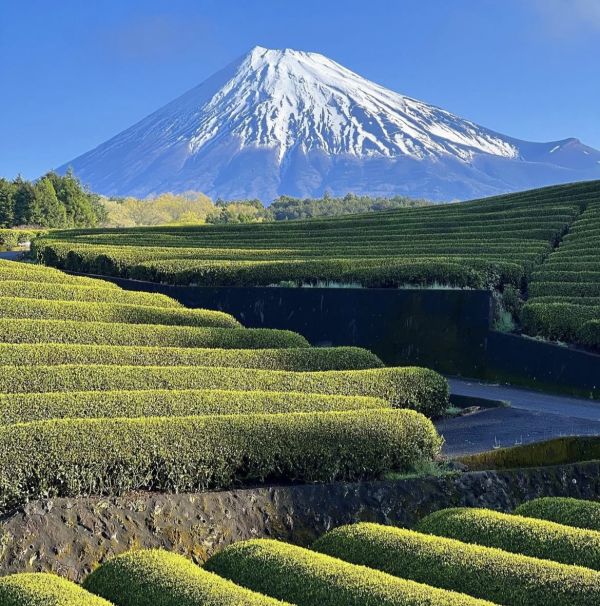 小野園三島 雁音綠茶/焙茶包夾鏈袋12入 