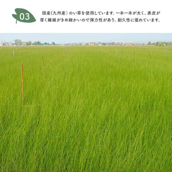 Ikehiko 龍貓涼爽藺草蓆地墊140x200cm 