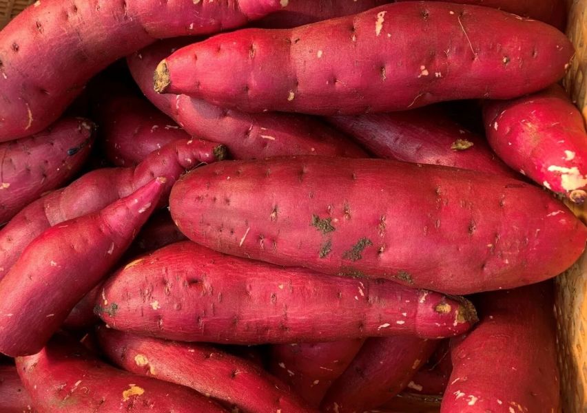 丸成商事 紅春香地瓜乾 