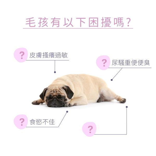 Dr. Pet｜酵素益生保健糧【狗】｜單盒 