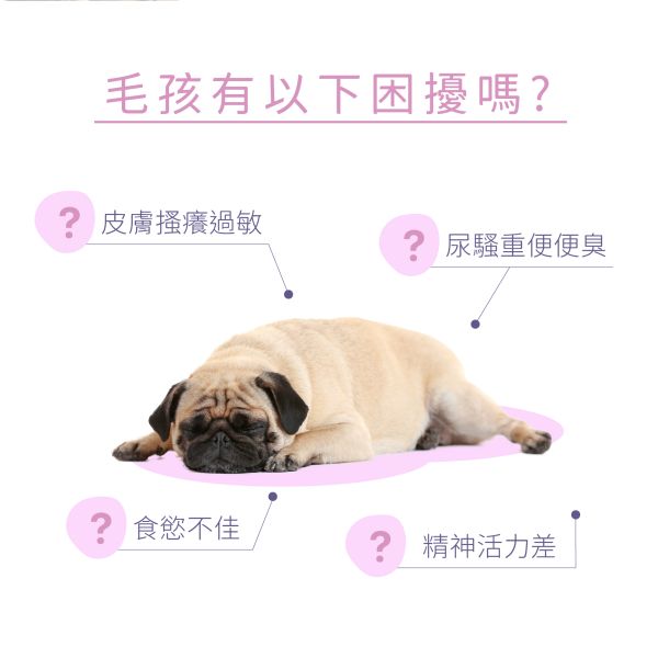 Dr. Pet｜酵素益生保健糧【狗】｜禮盒組 (4盒) 