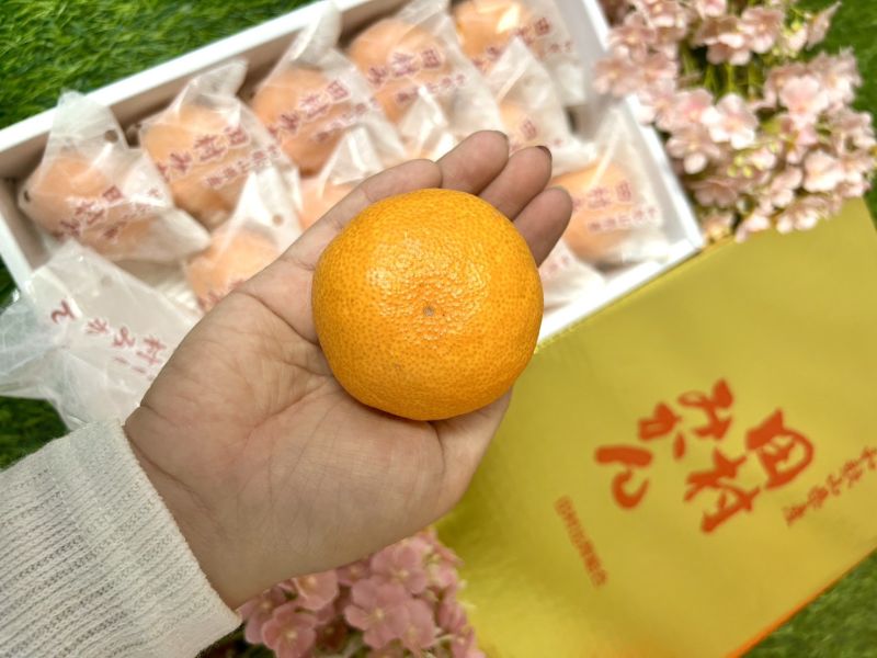 和歌山田村蜜柑 