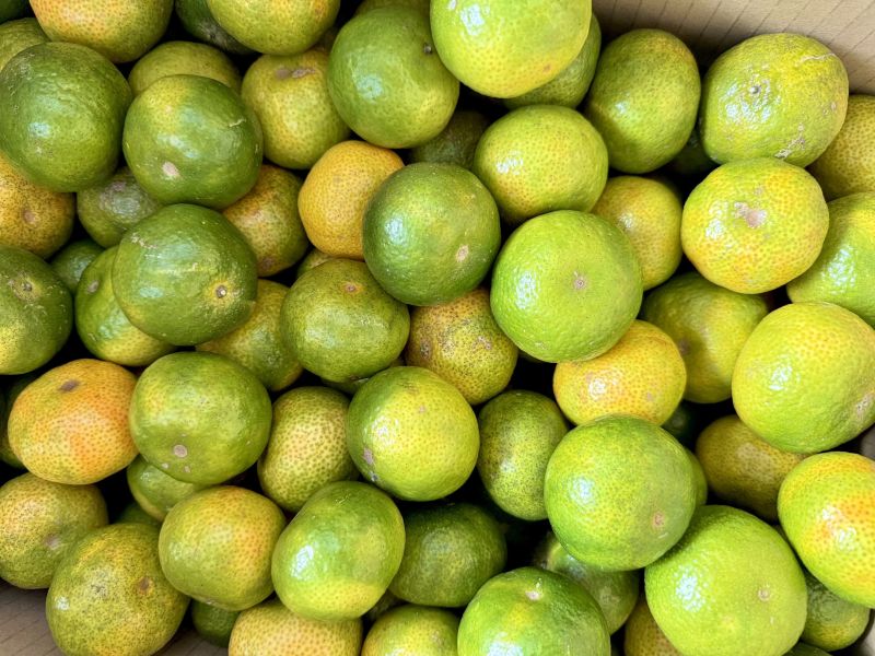 【南投中寮】珍珠砂糖橘 