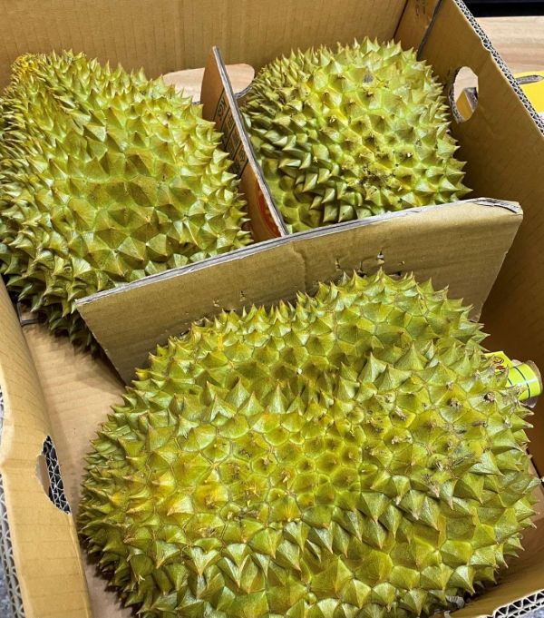 【泰國】金枕頭榴槤 