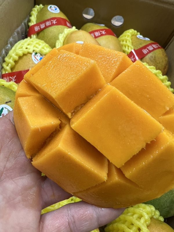 夏雪芒果 