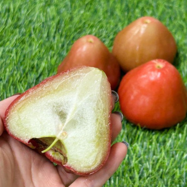 爆甜!黑珍珠蓮霧! 