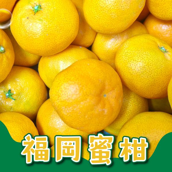 日本山川福岡蜜柑 