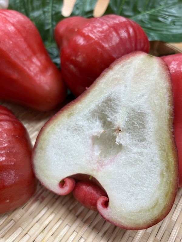 巨大果黑糖芭比蓮霧 