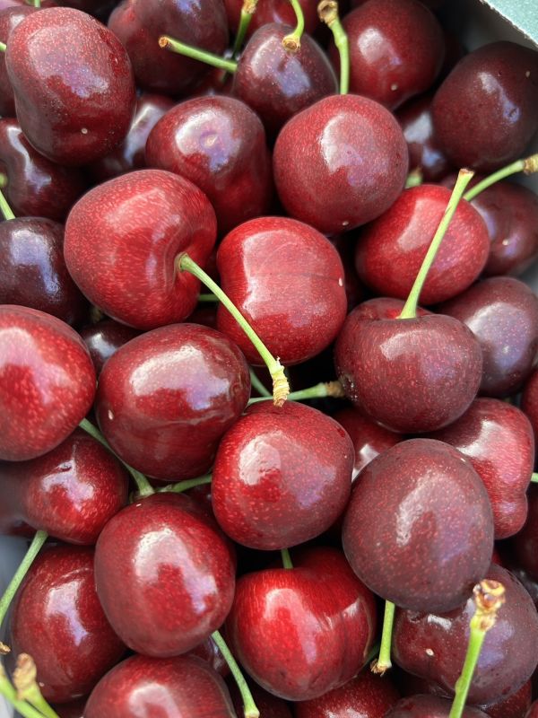 紐西蘭大嘴巴櫻桃【28m】 