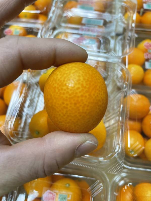 <少量零購>日本宮崎縣金桔 