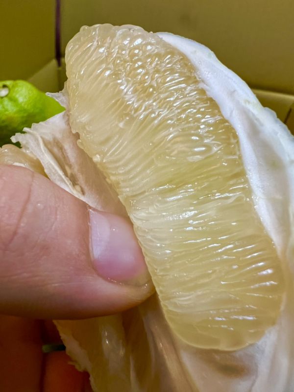 <中秋禮盒>麻豆50年老欉文旦禮盒 