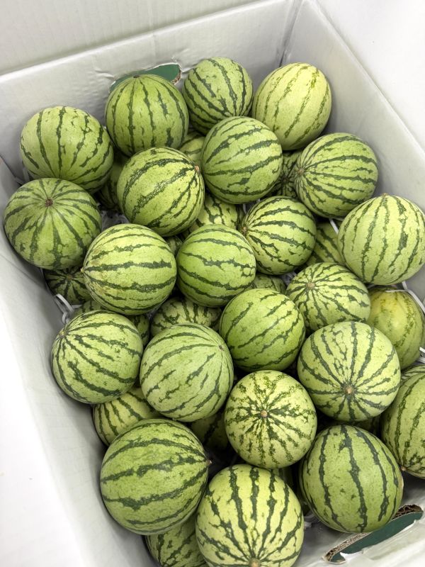 超迷你西瓜Miniball 