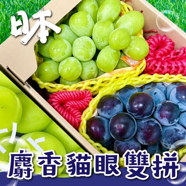 <精緻禮盒>麝香貓眼雙拼禮 