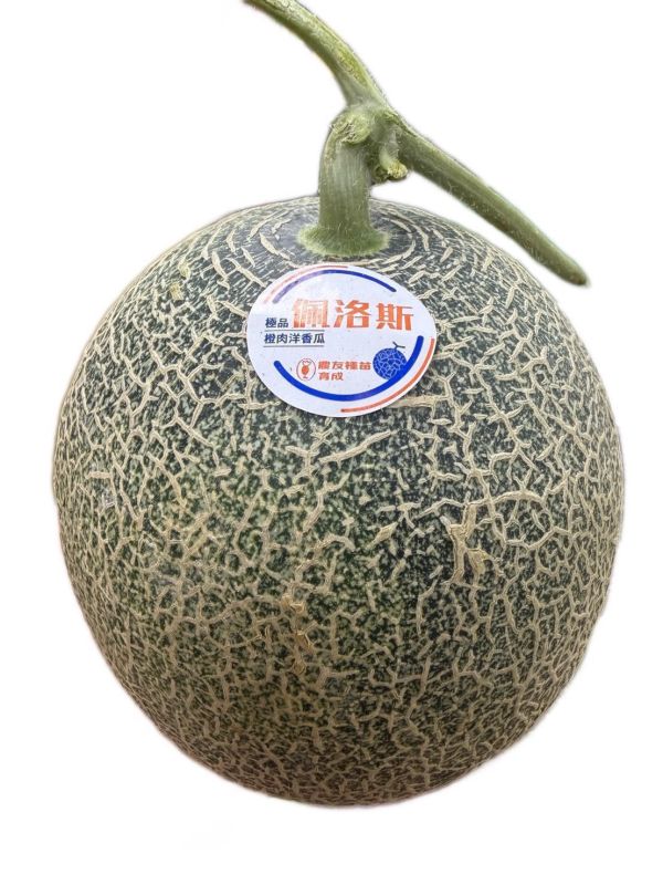 <少量零購>佩洛斯哈密瓜 