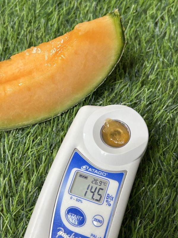 <少量零購>七股香紅肉哈密瓜 