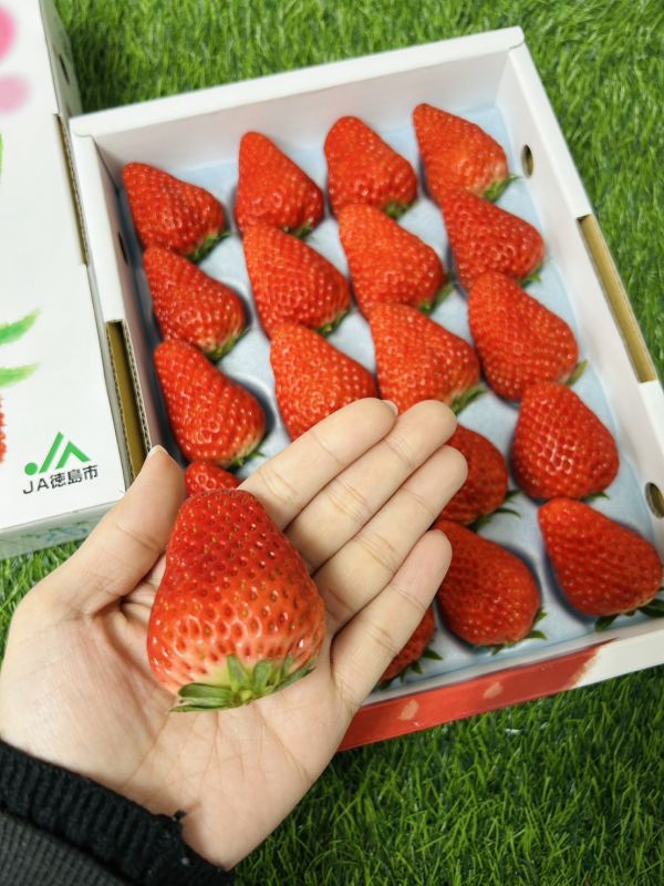 日本德島眉山草莓 