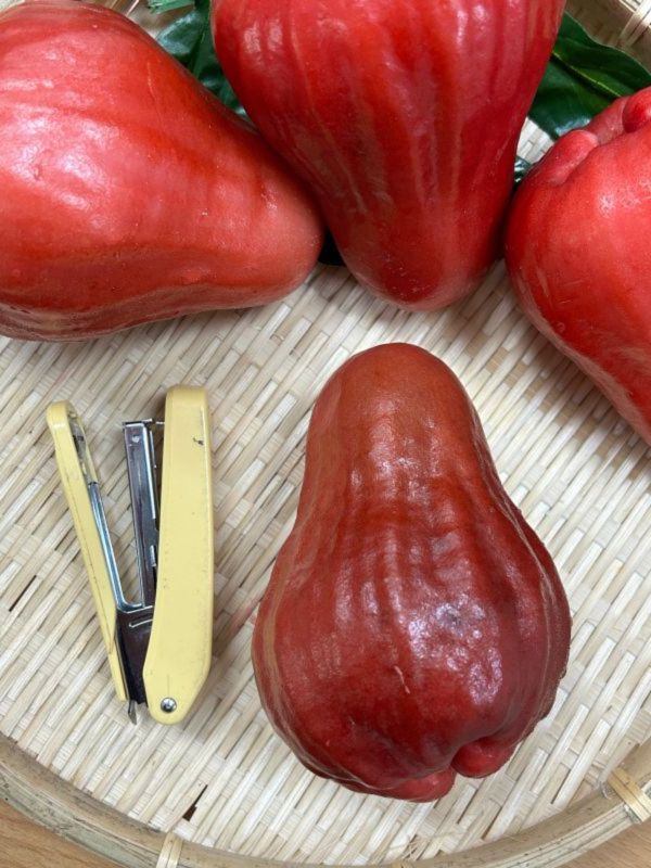 巨大果黑糖芭比蓮霧 