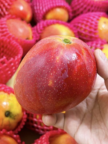 屏東訪寮愛文芒果 