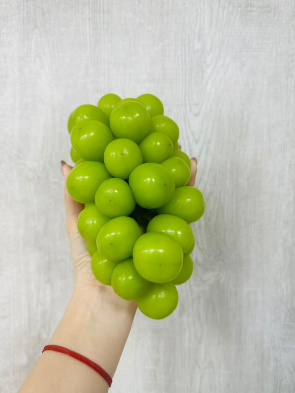 韓國麝香葡萄 