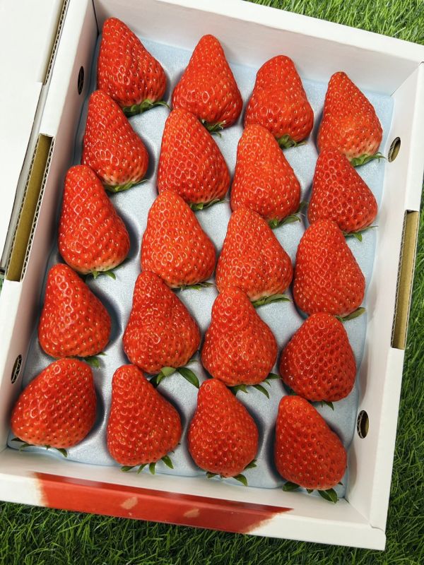 日本德島眉山草莓 