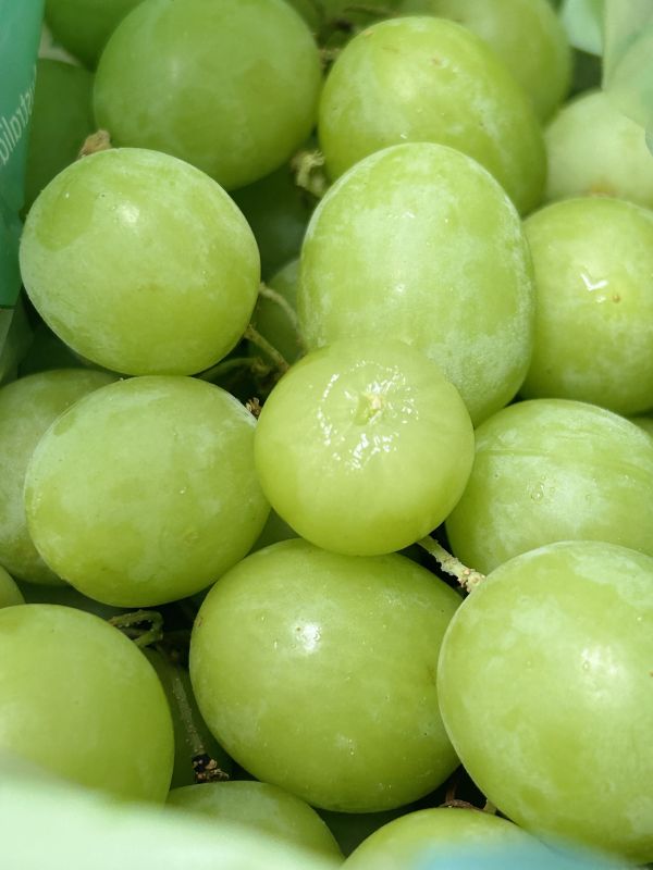 祕魯秋脆葡萄 