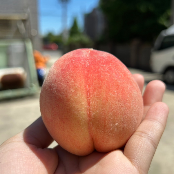 <少量零購>加州壽康水蜜桃 