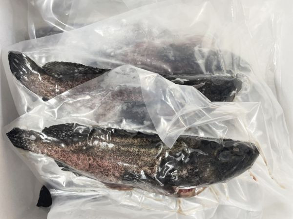 <當日配送>大隻石斑魚 