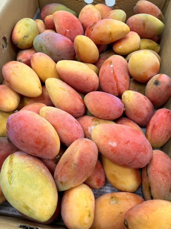 <少量零購>枇杷芒果 