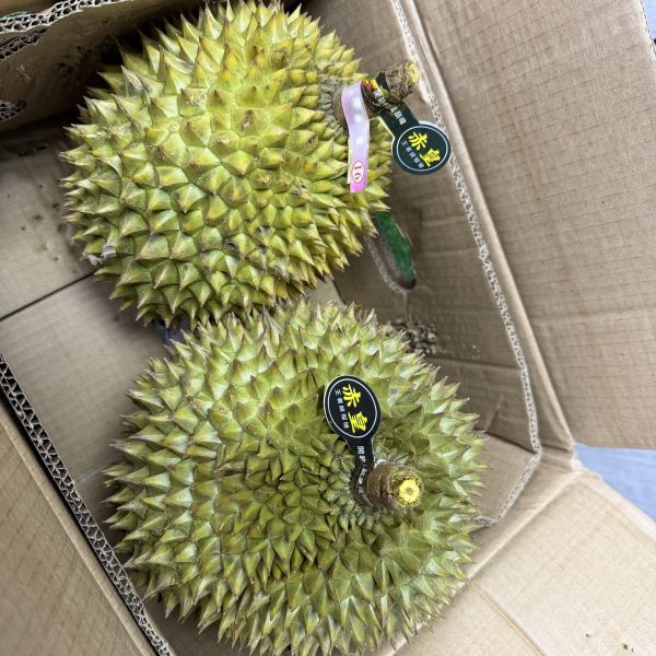 赤皇干堯榴連 
