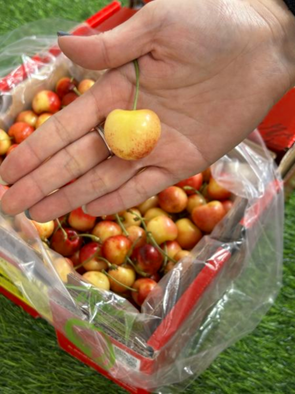 【限量稀有】智利草莓白櫻桃 