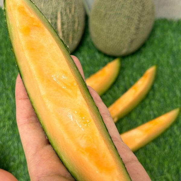 卡蜜拉脆脆哈密瓜 