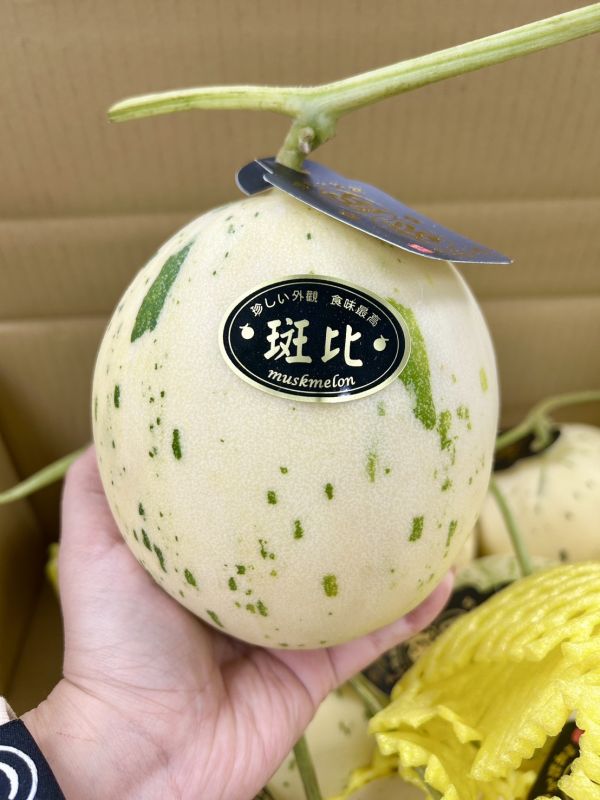 本土斑比哈密瓜 