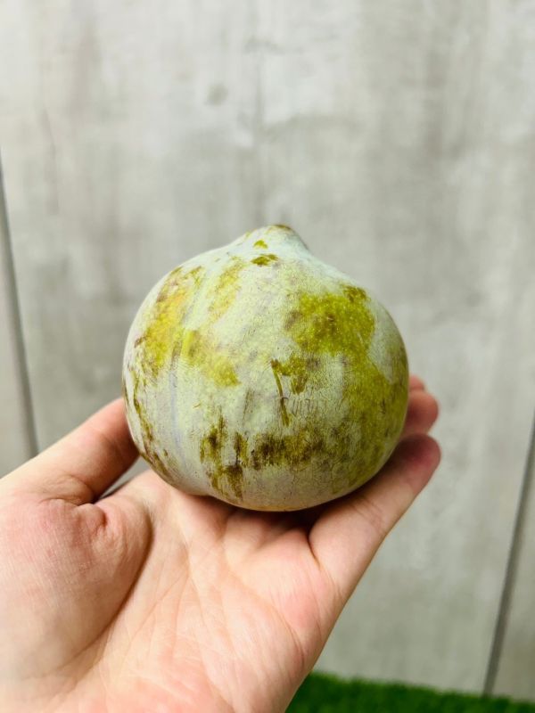 加州蜜李蜥蜴蛋 