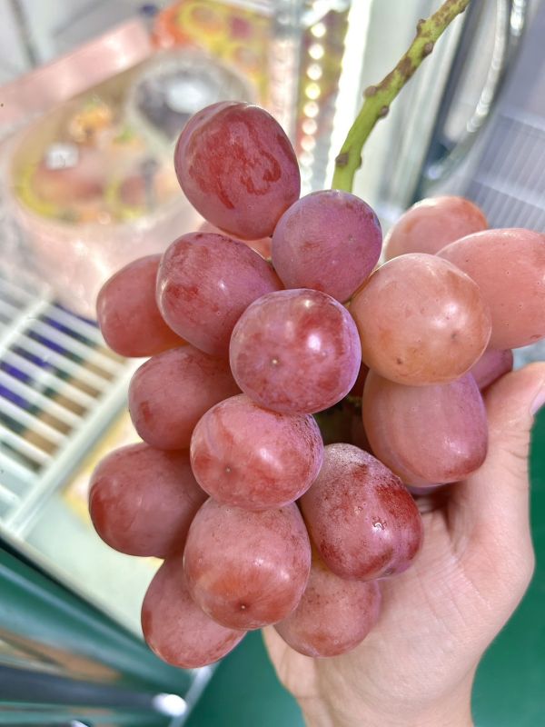 日本岡山富士輝紅葡萄 
