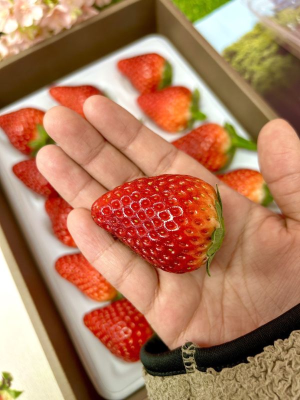 日本岐阜-華かがり (華篝) 