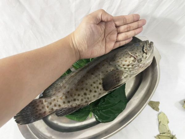 <當日配送>大隻石斑魚 