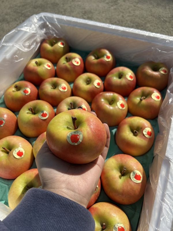 <少量零購>【40規】黃金糖蜜蘋果 