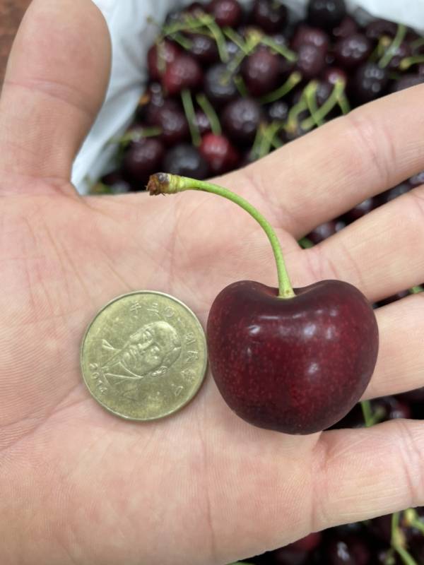 紐西蘭大嘴巴櫻桃30mm 