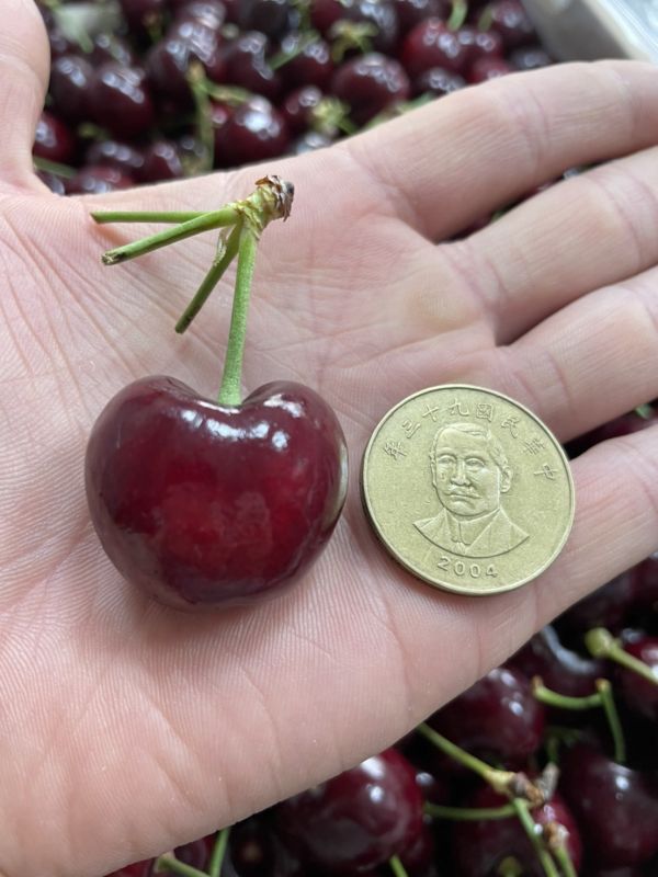 【大果】華盛頓8.5R櫻桃 